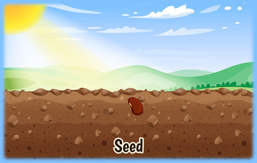 Apply understanding of the inverse proportional relationship between the mass/length of seed leaf (cotyledon) and shoot during germination to Represent, on a mass/length vs time graph, the change in the mass/length of the seed leaf and shoot over time as the seed germinates.