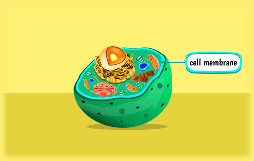 Use an everyday object as an analogy to the function of the partially permeable cell membrane, and vice versa.