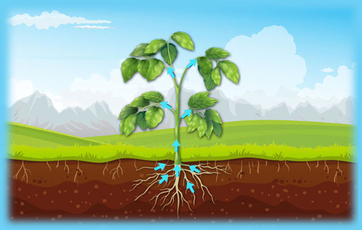 Identify the correct path of water movement in a plant, as represented in a flow chart comprising the parts of a plant.