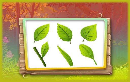 Compare the pictures of two or more leaves to note the similarities / differences in their anatomy, shapes etc.