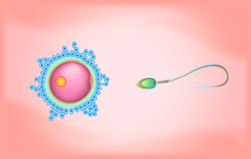 Apply understanding of the anatomy of reproductive cells to Identify and Describe the fates of different reproductive cells in a picture showing the process of fertilisation in humans.