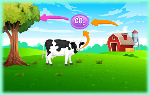 Identify on a diagram, the processes that take place at different stages of the carbon cycle and gases produced.