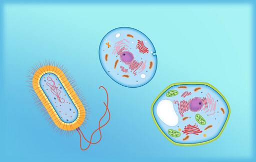 Apply knowledge of the differentiating cellular features and the use of a sorting chart to Suggest the observable features of cells to be used to sort different cells in a chart.