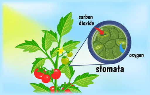 State the characteristics of photosynthesis.