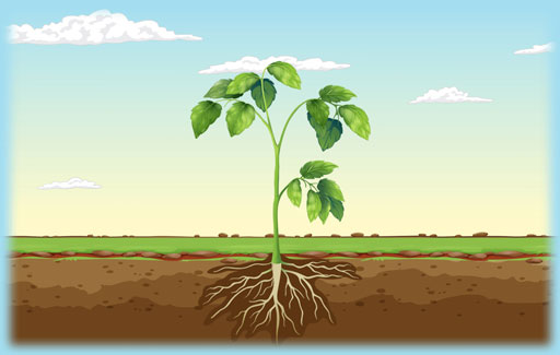 Apply knowledge of carbon dioxide metabolism by plants under light or dark conditions, and the methods that permit, reduce or prevent light from reaching green leaves to Predict the relative levels of carbon dioxide in different experiments involving plants/leaves in the presence or absence of light.
