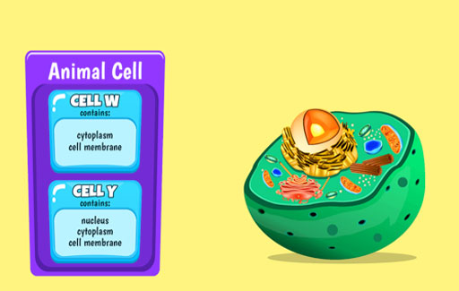 Compare and contrast 2 or more cells based on a table indicating the presence or absence of different cell parts, to infer if the cell is an animal or plant cell.