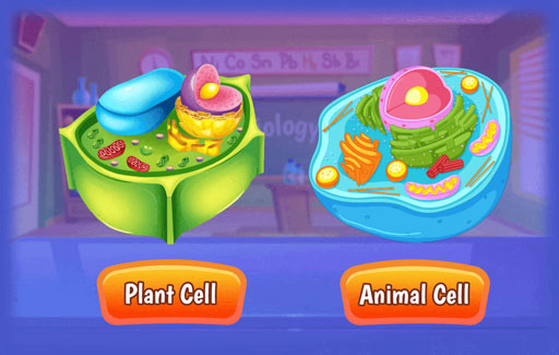 Apply knowledge of structural differences between plant and animal cells to Infer, from diagrams of unknown cells, if each cell is a plant or an animal cell and the nature of these cells.