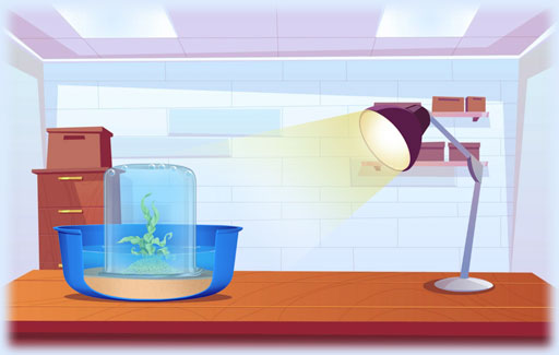 Apply understanding of the relationship between light intensity and the rate of photosynthesis and the relationship between the light intensity on the object and the distance the light source is from the object to Explain the relationship between the distance of a light source and the rate of photosynthesis as measured by the amount of oxygen released in an experiment involving aquatic plants.