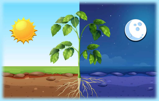 Identify the gases that are exchanged in plants in the dark.