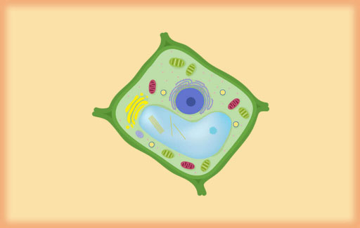 Name the parts present in a plant cell.