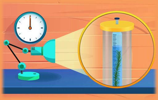 Apply knowledge of the process of photosynthesis and concepts surrounding the behaviour of liquids with air in an enclosed environment to Infer, from experimental results involving aquatic plants in light conditions, and Explain any changes in water level associated with this process in the experimental setup.