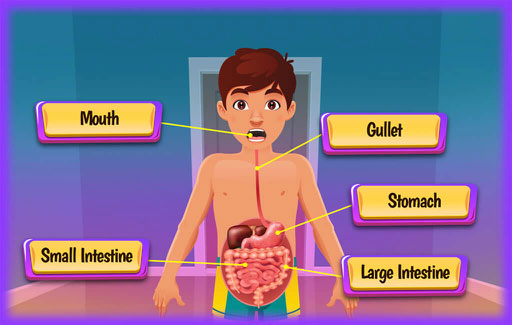 Identify factors that would affect the amount of digested food the human digestive system can absorb.