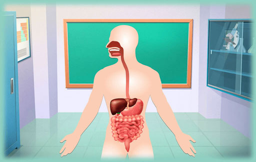 Identify the picture of the organs of the human digestive system and match the functions to the identified organs.