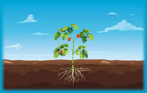 Name three or more parts of a plant in a diagram.
