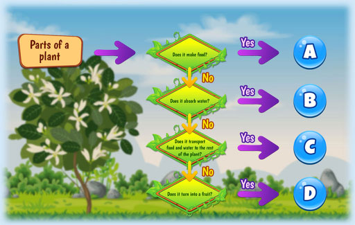 Identify different plant parts, using a dichotomous key-like flowchart that separates plant parts based on their functions.