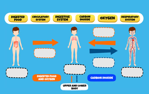Infer and Identify the respiratory, circulatory and digestive systems in a schematic diagram containing information on substances that are being transported across these organ systems.