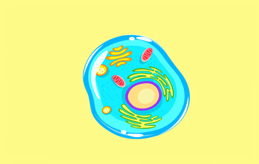 Identify the functions of cell parts, as they are represented pictorially.