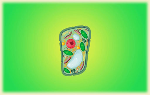 Identify on a picture of a plant cell the functions of the highlighted parts of a plant cell (names of structures not required).