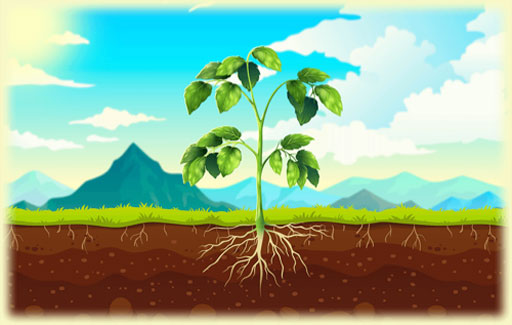 Apply knowledge of test for starch on leaves to demonstrate photosynthesis has occurred and the role of carbon dioxide in photosynthesis to Predict the result of a test for starch on leaves of plants that are subject to an environment free of carbon dioxide in the presence of light.