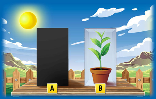 Represent graphically relative levels of oxygen/carbon dioxide in environments with only plants in the presence and/or absence of light OR through a 24-hour period.