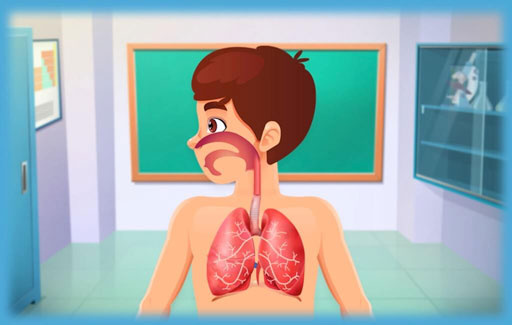 List/identify the organs in the human respiratory system