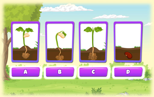 Recognize and identify the picture of the stage of plant growth where the plant starts to make its own food.
