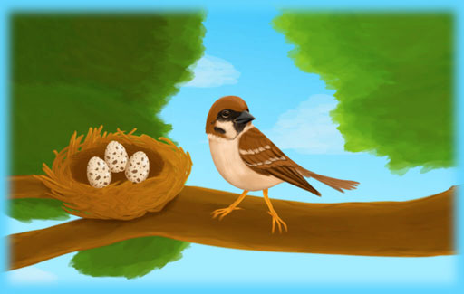 State the common physical characteristics of birds