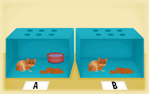 Infer from experimental observations that living things need water to survive