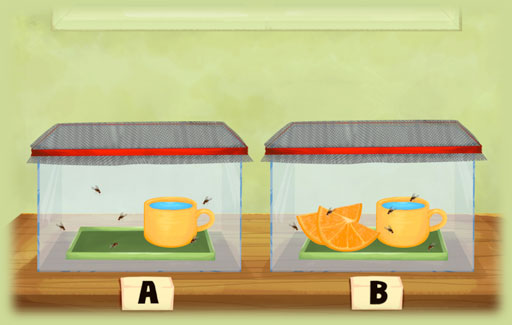 Infer from experimental observations that living things need food to survive.