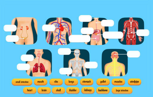 Name the organs in the human digestive system