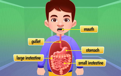 Identify the picture of the organs that form part of/not part of the human digestive system.