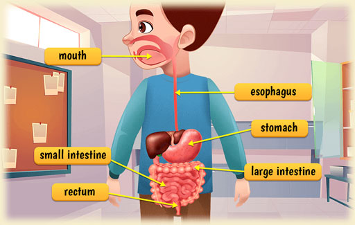 Name the organs in the human digestive system where digestion takes place.