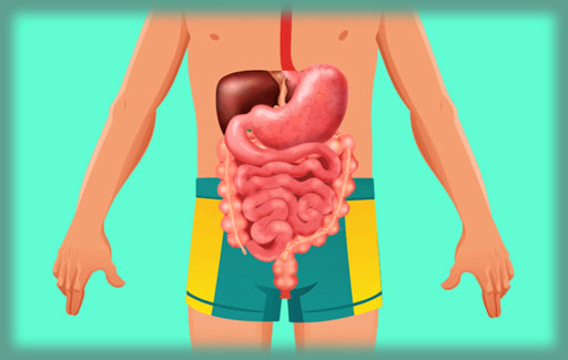 Analyse a flow chart/diagram of different sections in the digestive system to deduce the substances that are found in these sections of the digestive system.