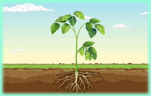 Apply understanding of stem functional anatomy to Recognise the picture of a plant which shows the deliberate removal of the Xylem and the Phloem (at different locations) and Predict & Explain the symptoms on different parts of a plant as a result.