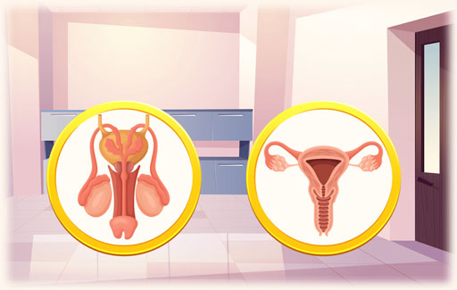 Use a chart or dichotomous key to separate the parts of a human reproductive system according to their characteristics.