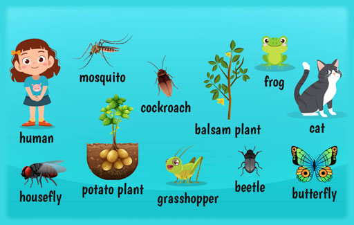 Recognise the correct generic life cycles of plants, insects, amphibians, birds, mammals