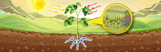 Plant System, Respiratory and Circulatory